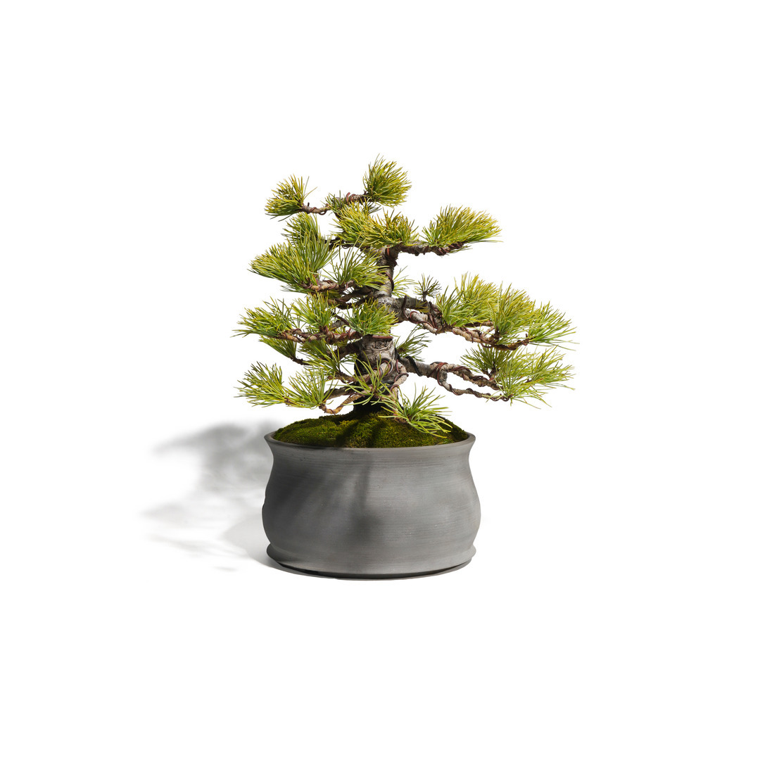 五葉松 -Japanese white pine- （推定樹齢35年）-M0001-｜TRADMAN'S